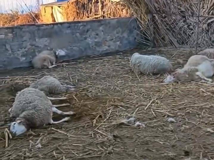 皇冠信用网登3代理
_辽宁一农户17只羊一夜之间被不明生物咬死皇冠信用网登3代理
，警方回应