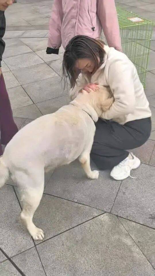 皇冠信用盘登123出租
_青岛一只拉布拉多犬走失三月后皇冠信用盘登123出租
，长沙街头被网友发现并收留，目前犬只已被送回犬主身边